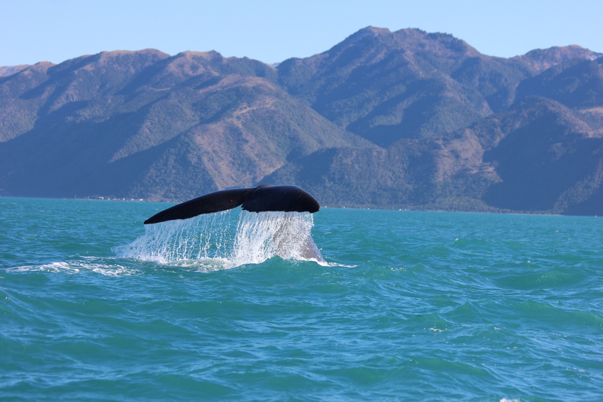  Kaikoura, whale, humpback whale, the flight blog 